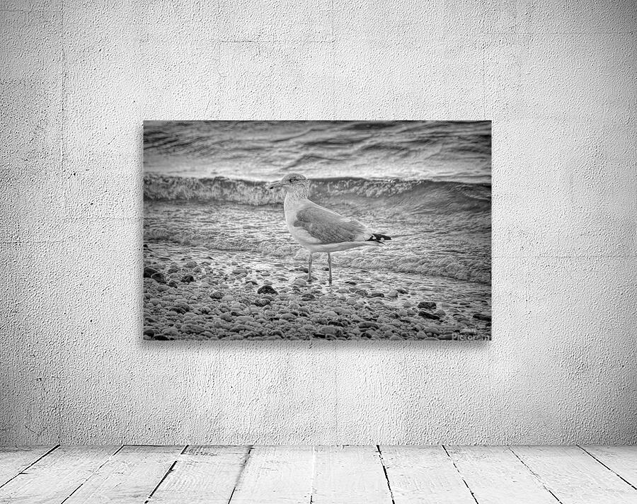 Black and White Sea Gull  Wall Preview