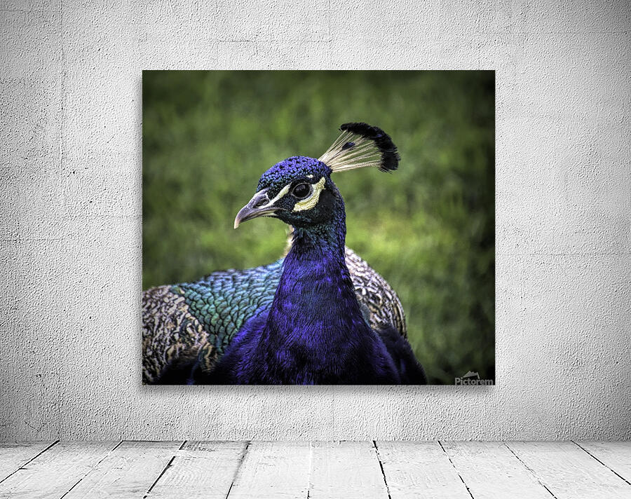 Peacock Profile Wall Preview