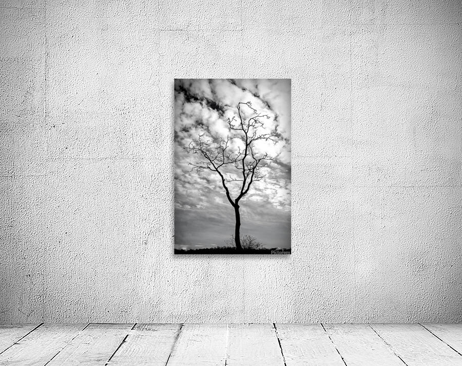 A Snag In Black and White Wall Preview