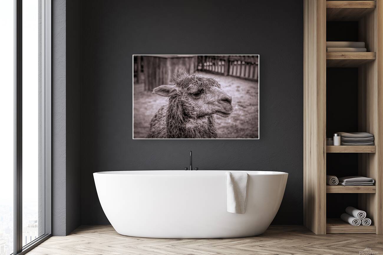 A Is For Alpaca Reproduction