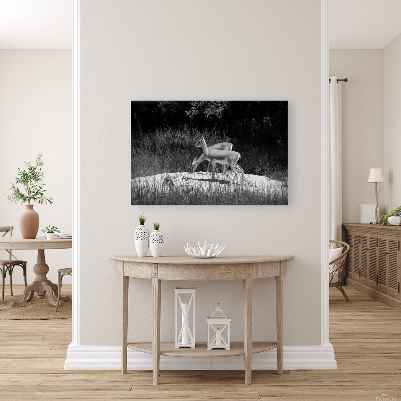 Slender Horned Gazelles In B&W Reproduction