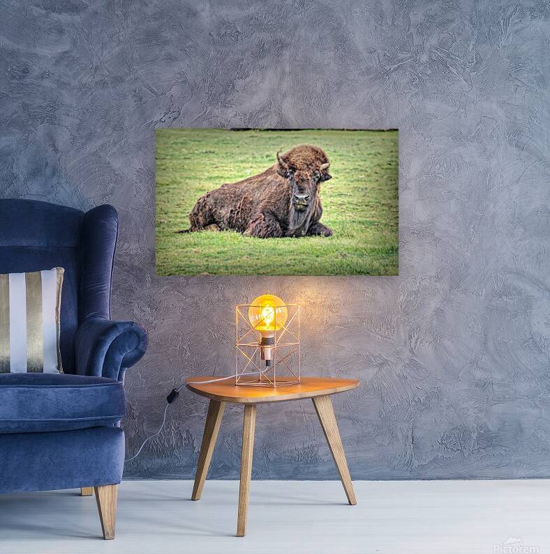 America Bison  Reproduction