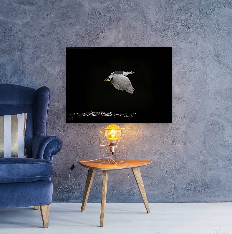Black Crown Night Heron In Flight Reproduction