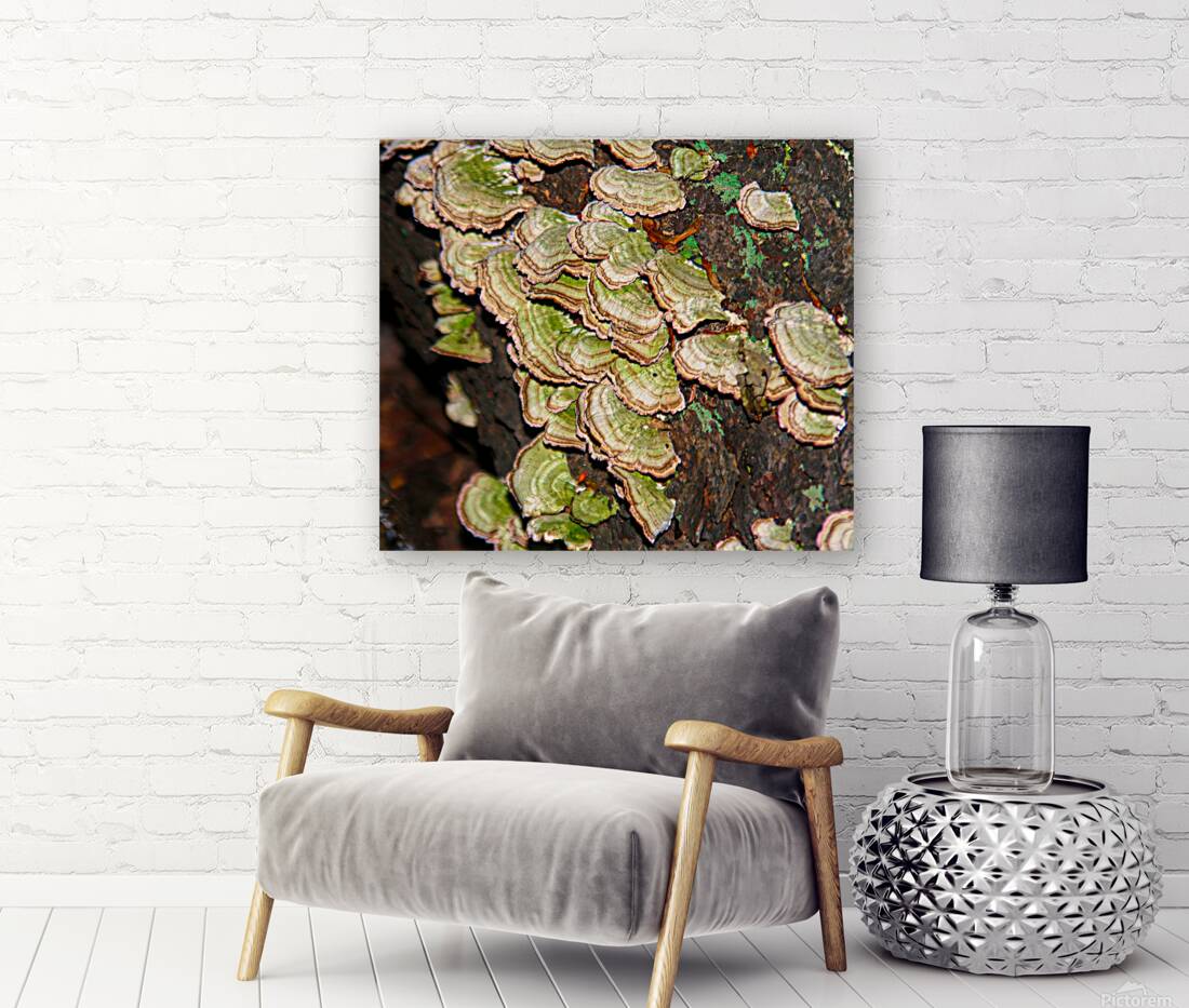 Green and White Turkey Tail  Reproduction