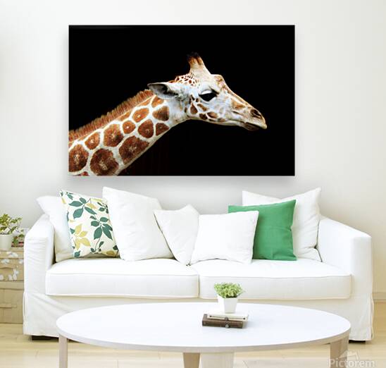 Ollie Giraffe Reproduction