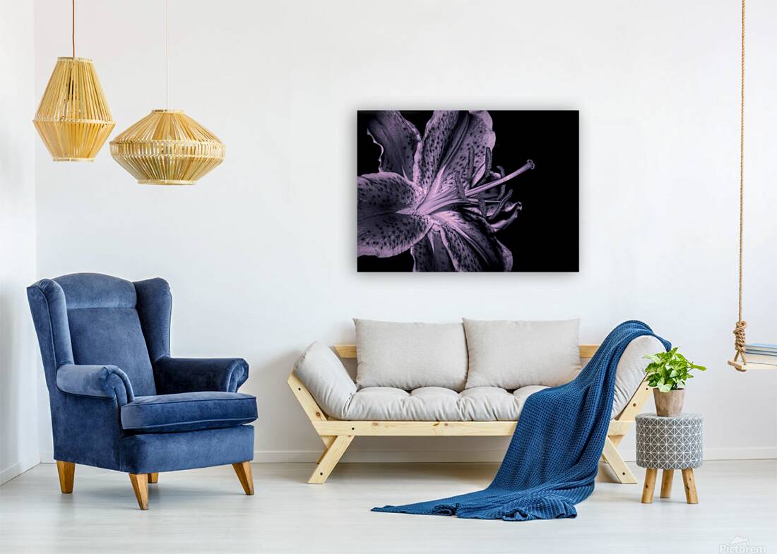 Black And White Stargazer Lily  Reproduction