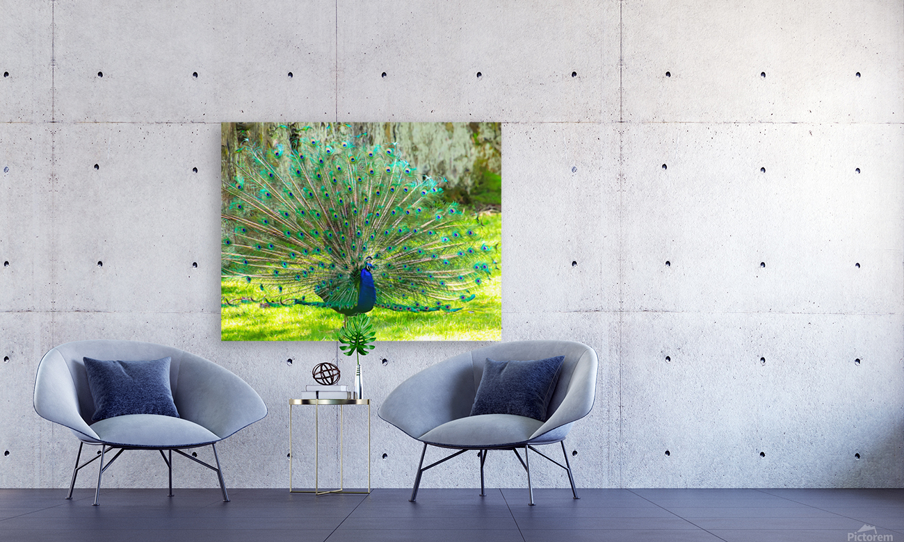 Brilliant Peacock Reproduction