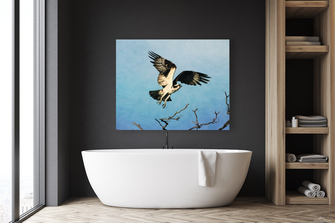 Osprey Taking Flight Reproduction