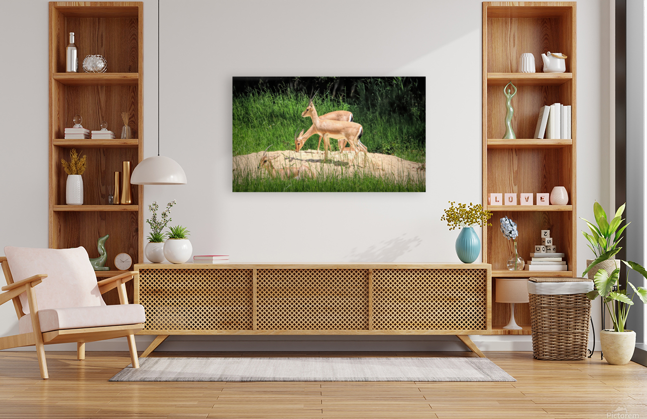 Slender Horn Gazelles Reproduction