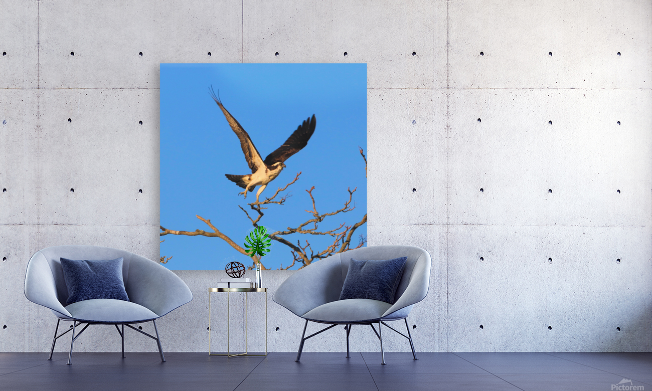 Osprey Takeoff Reproduction