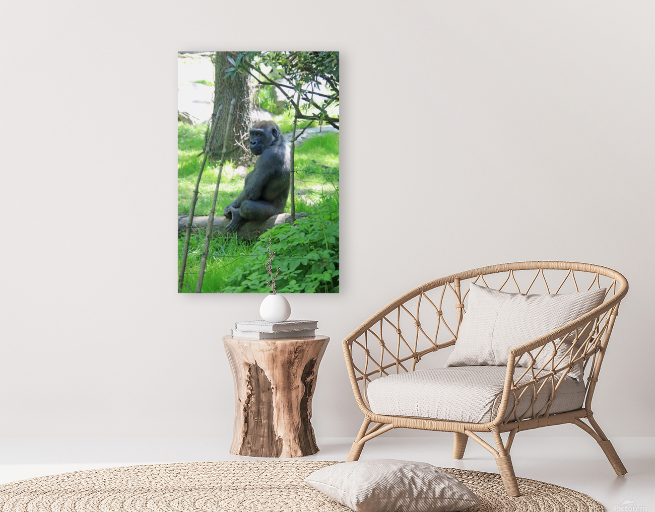  Western Lowland Gorilla Reproduction