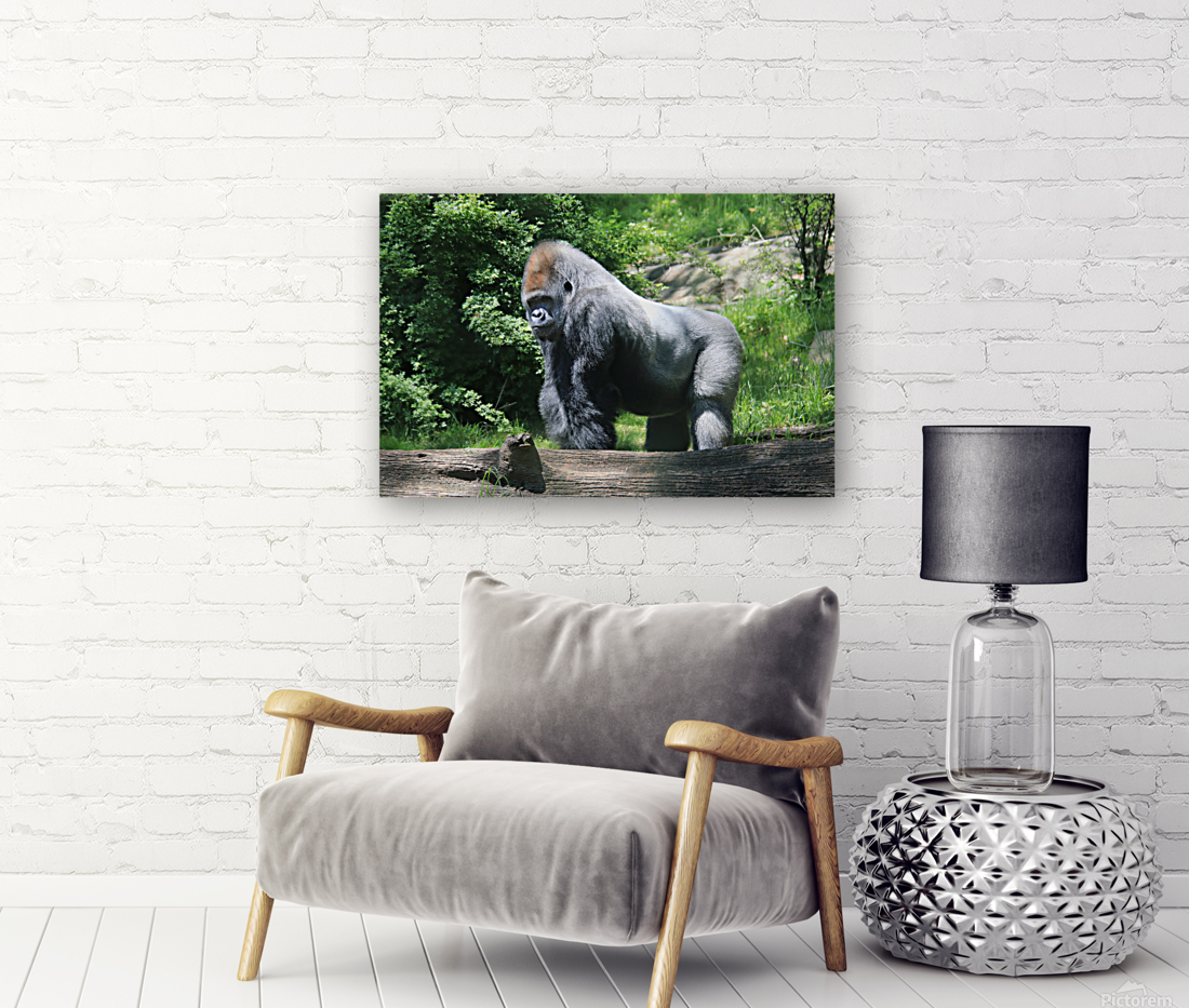 Silverback Gorilla Reproduction