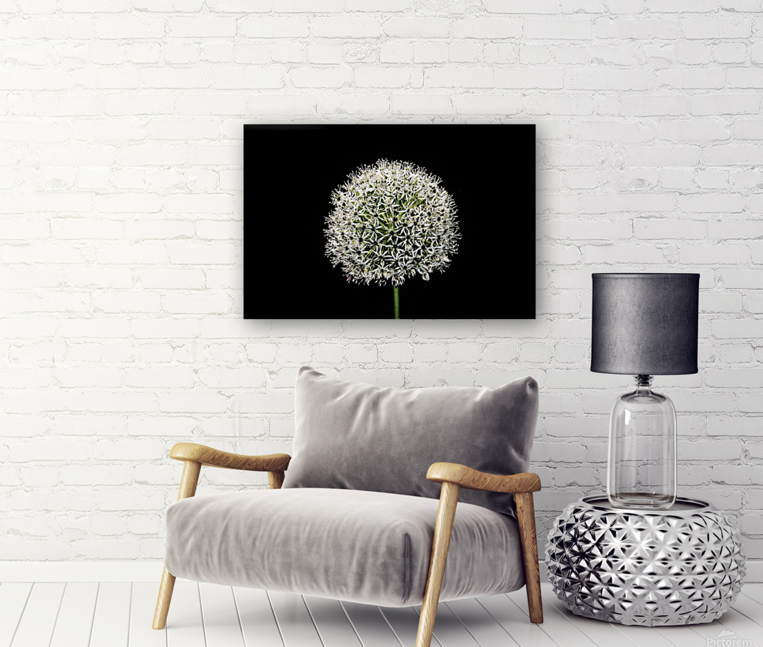 White Allium Reproduction