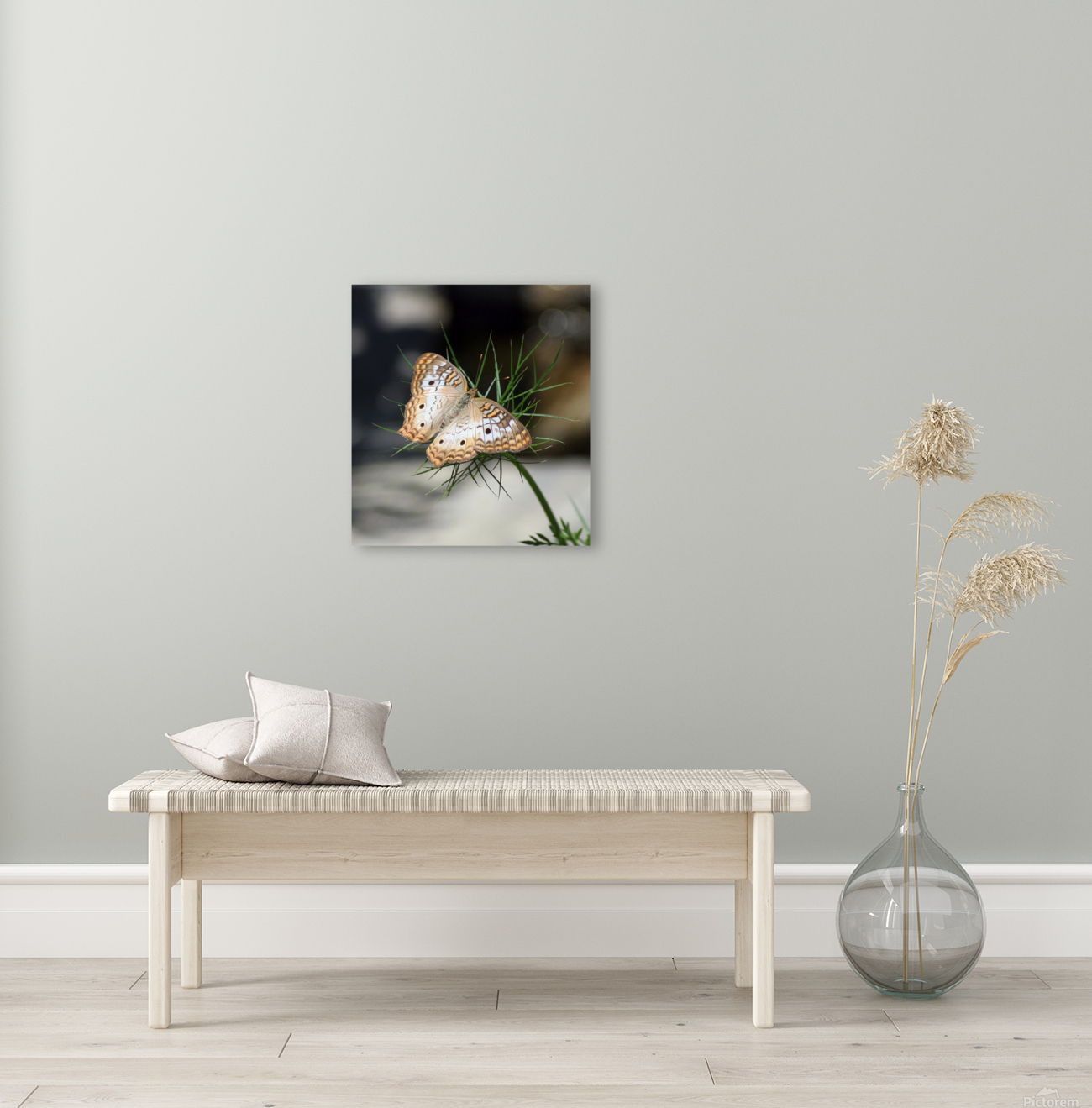 White Peacock Reproduction