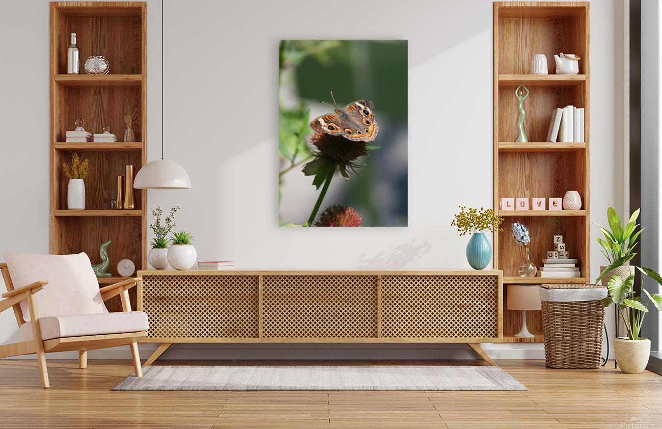 Buckeye Reproduction