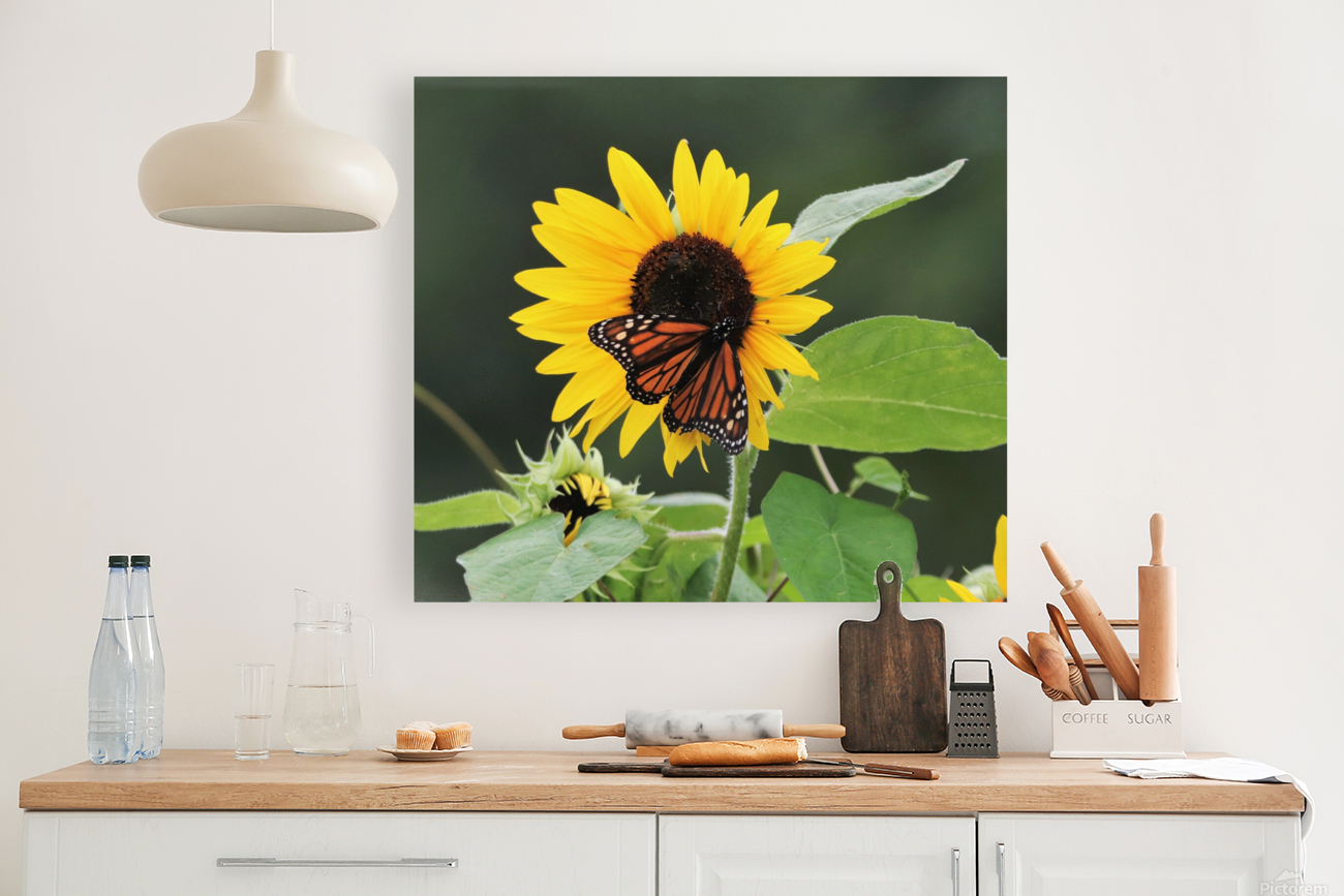 Summer Joy Reproduction