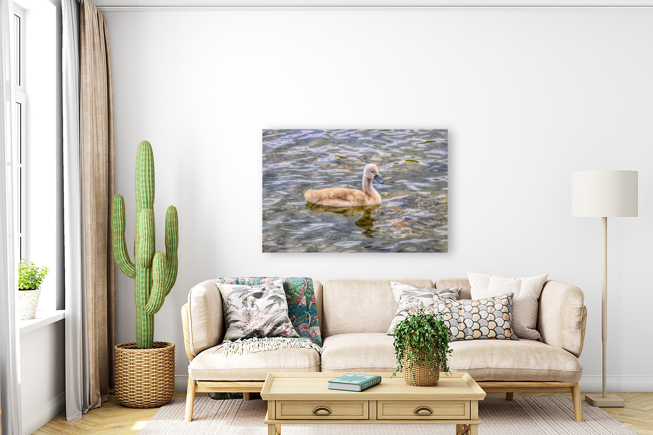 Cygnet On The Pond Reproduction