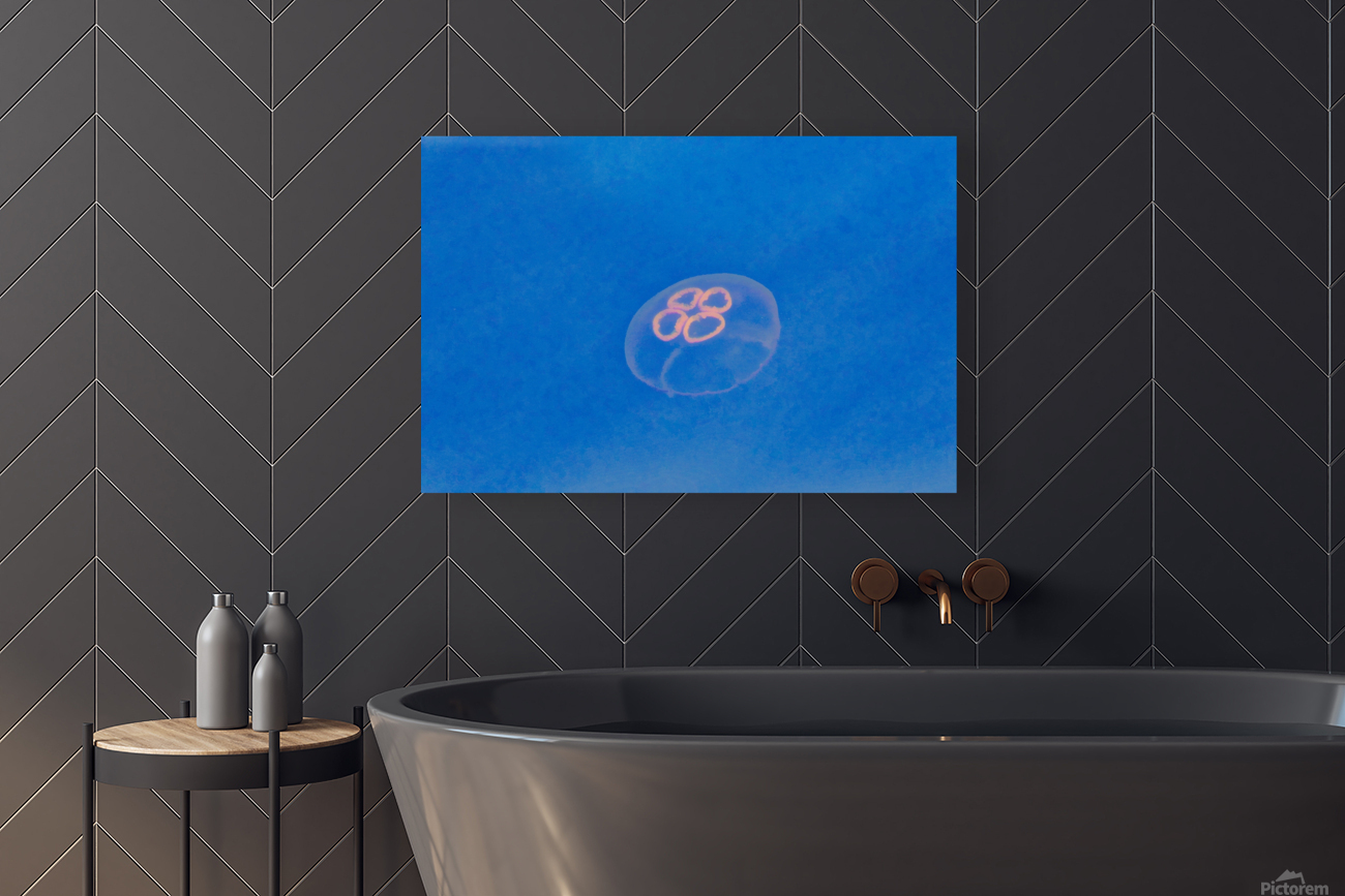 Jellyfish Reproduction