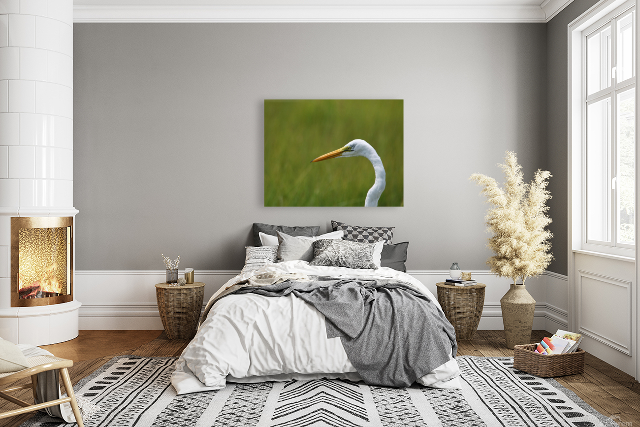 Great Egret Profile Reproduction