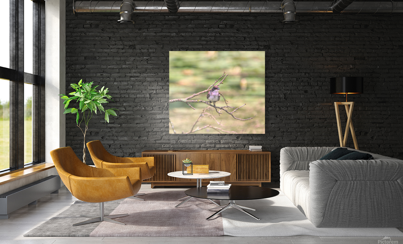 Eastern King Bird On A Branch Reproduction