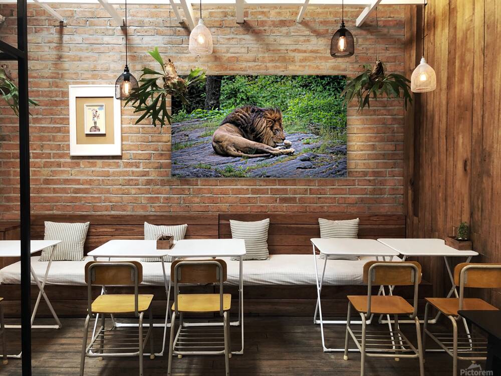 Will The Lion Sleep Tonight Reproduction