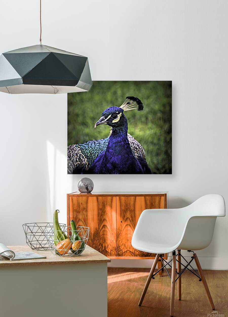 Peacock Profile Reproduction