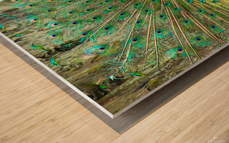 Brilliant Peacock Wood print