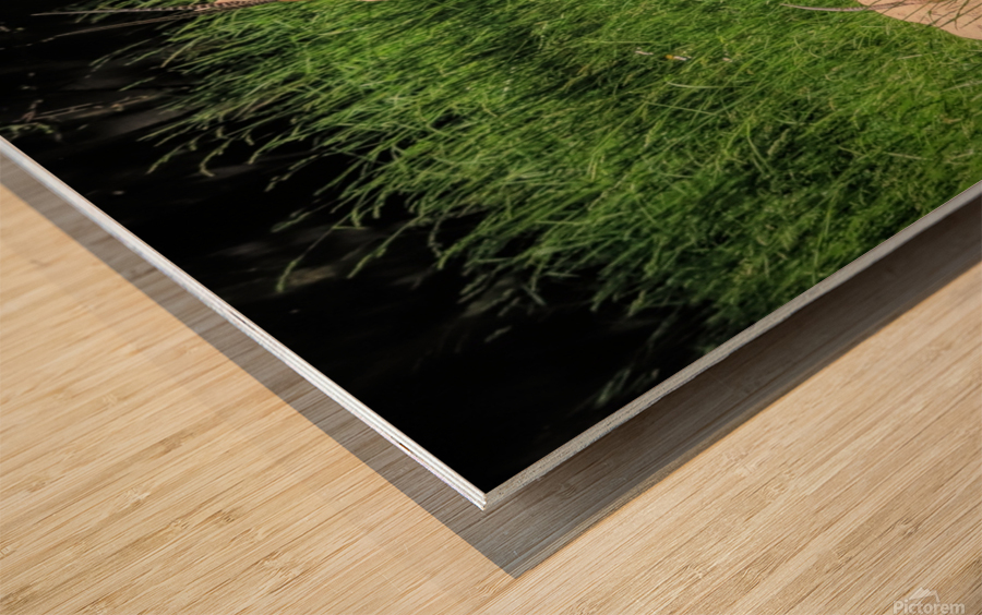 Slender Horn Gazelles Wood print