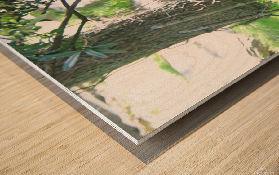  Western Lowland Gorilla Wood print