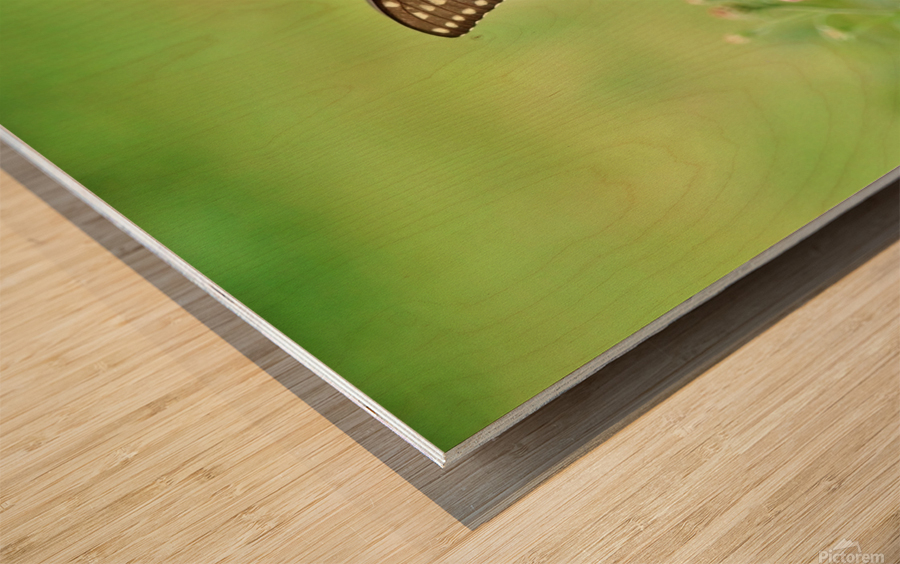 Swallowtail On Wild Flowers Wood print