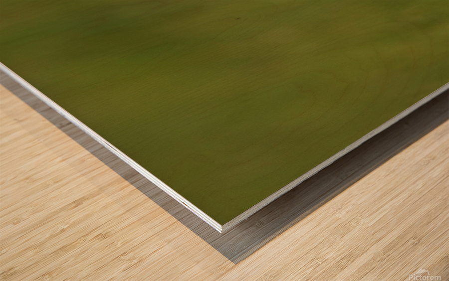 Great Egret Profile Wood print