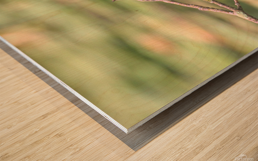 Eastern King Bird On A Branch Wood print