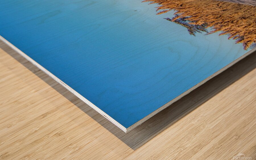 Walkway Through The Wetlands Wood print